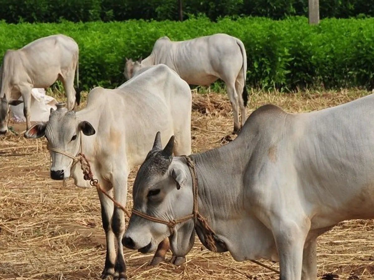 Bengaluru Man Arrested for Unnatural Sex With Cows Karnataka शखस क