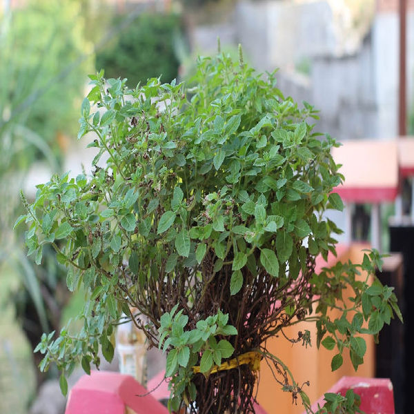 Ghar mein tulsi lagane ke fayde, benefits of basil plant at home,benefits of eating basil leaves