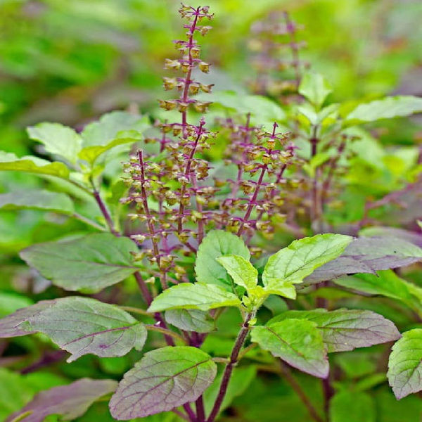 Ghar mein tulsi lagane ke fayde, benefits of basil plant at home,benefits of eating basil leaves