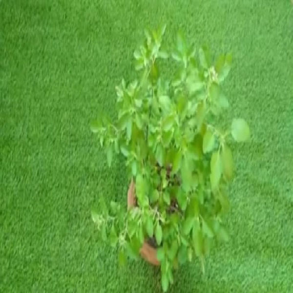 Ghar mein tulsi lagane ke fayde, benefits of basil plant at home,benefits of eating basil leaves