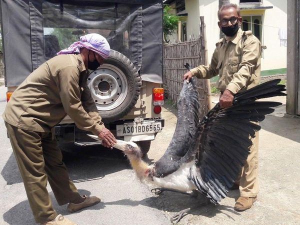 Humans giving food to Animals amid Lockdown