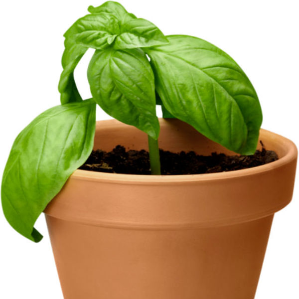 Tulsi ke fayde in hindi