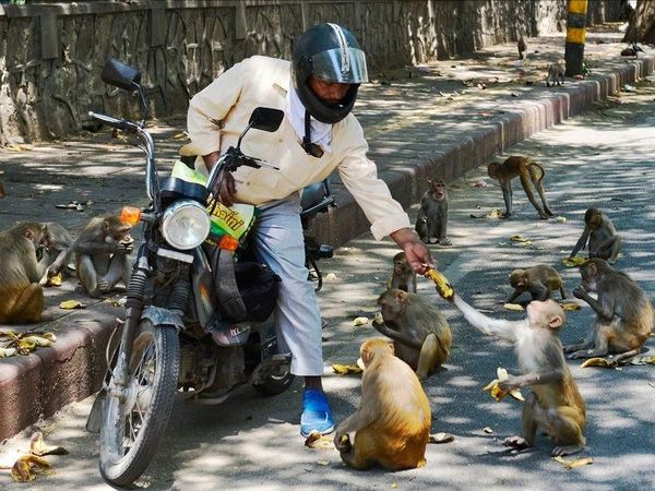Humans giving food to Animals amid Lockdown