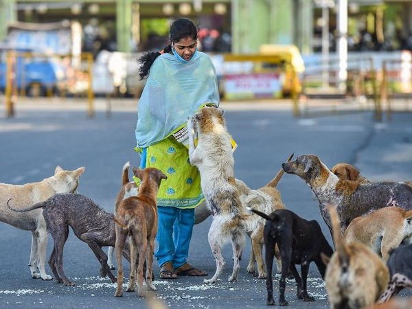 Humans giving food to Animals amid Lockdown