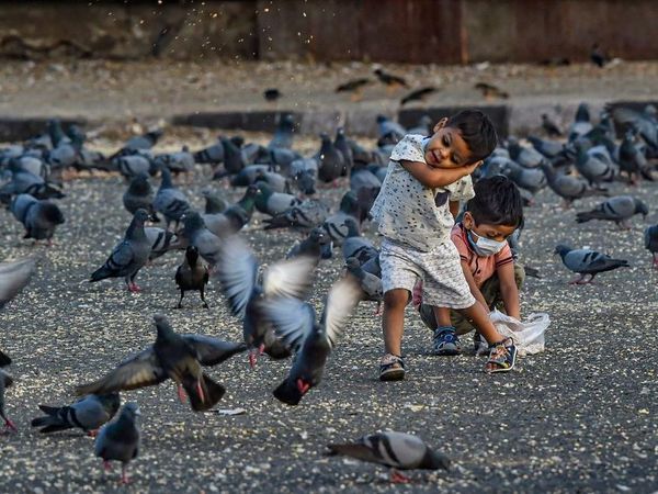 Humans giving food to Animals amid Lockdown