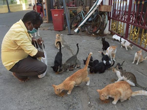 Humans giving food to Animals amid Lockdown