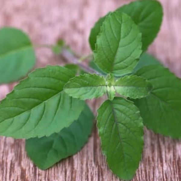 Tulsi ke fayde in hindi