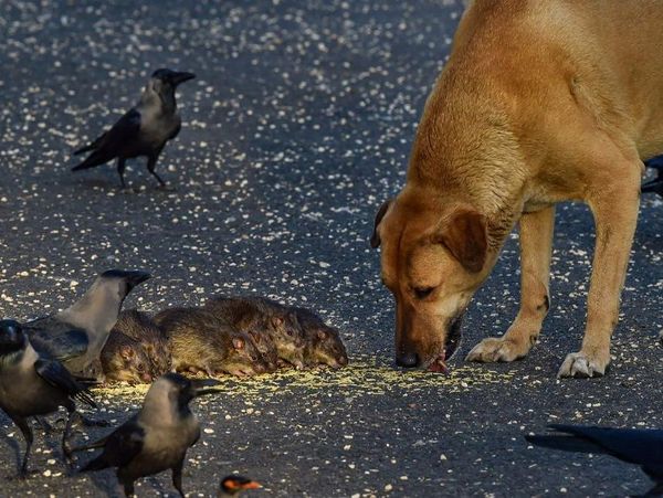 Humans giving food to Animals amid Lockdown