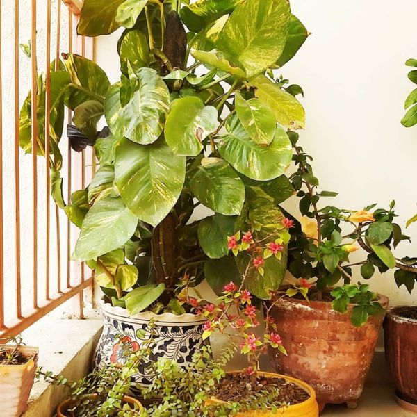 Money Plant money-plant