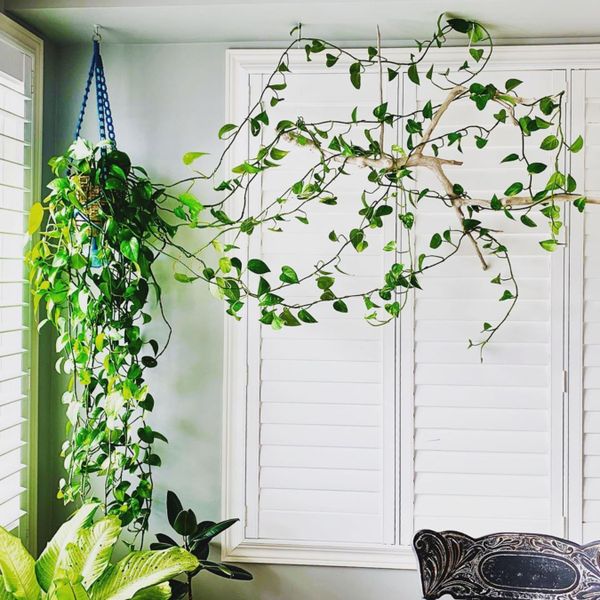 Money Plant money-plant
