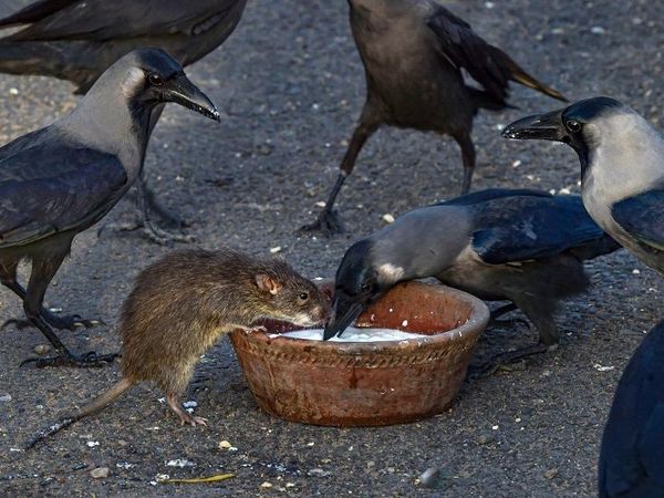Humans giving food to Animals amid Lockdown