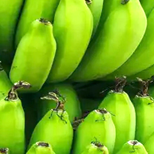 color of banana