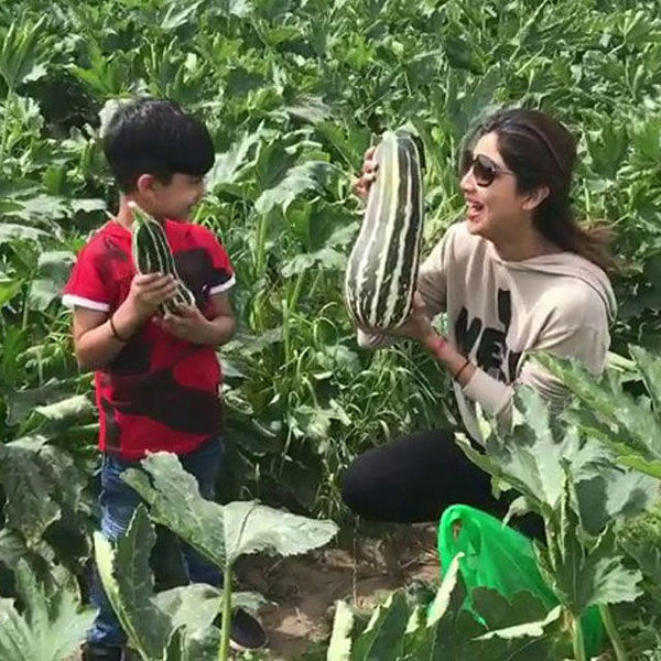 Lockdown Celebs Farming