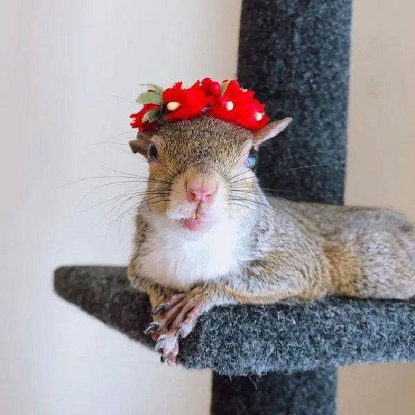 Instagram famous squirrel Jill