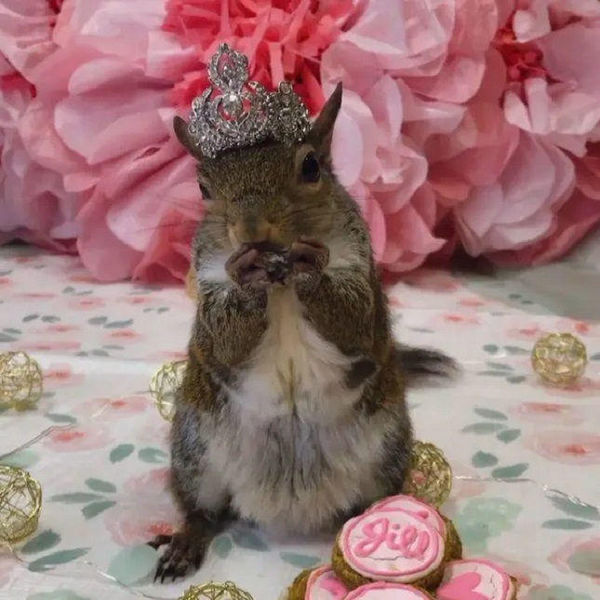 Instagram famous squirrel Jill