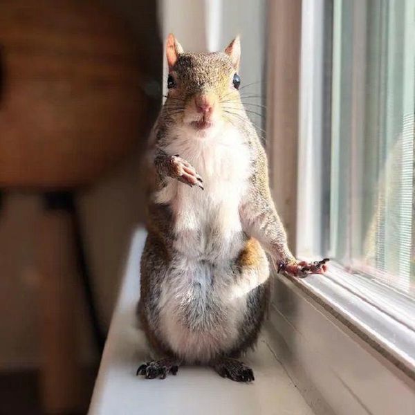 squirrel Jill Instagram