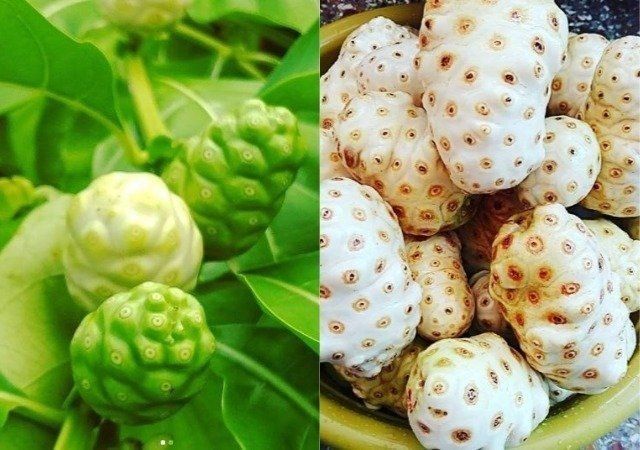 Amazing health benefits of noni fruits and juice in hindi Noni Fruits Benefits Health