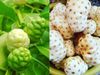 Noni Fruits Benefits