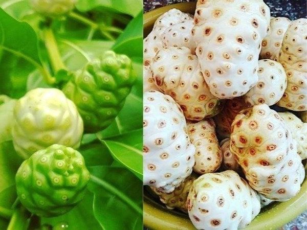 Noni Fruits Benefits