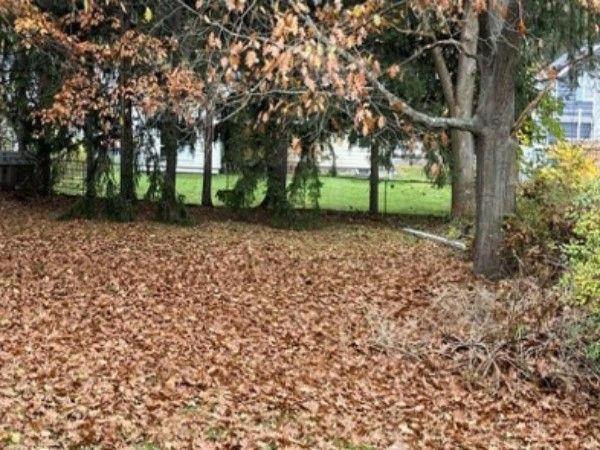 Can You Find Dog In Optical Illusion Viral Photo