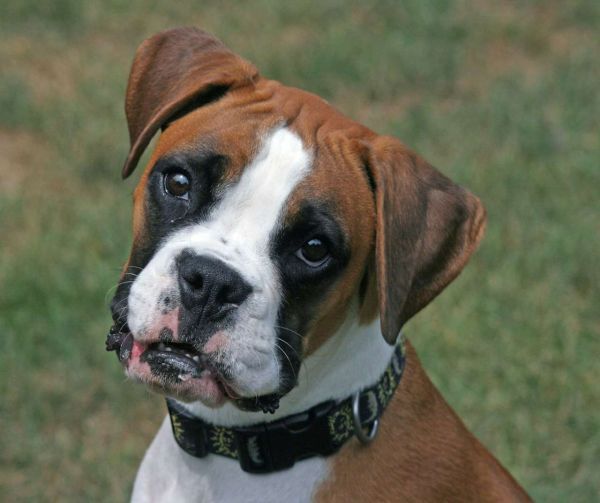 boxer dog