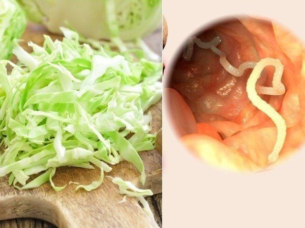 Tapeworm in cabbage