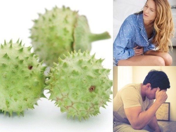 Health Benefits of Datura