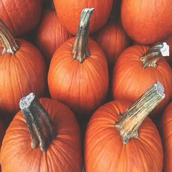 10 must eat best winter food die