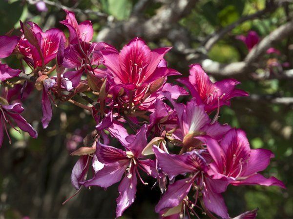 Benefits of kachnar flower 