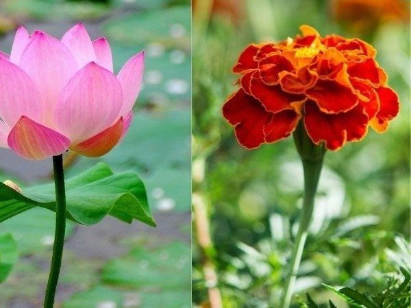 Flower Therapy for weigh loss skin diseases