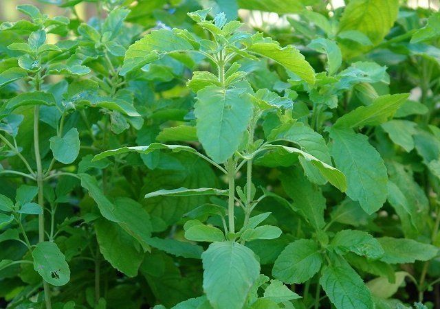 Basil Leaves Tulsi Basil Leaves Ke Fayde