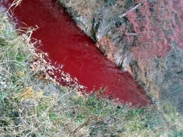 South Korean Imjin river near North Korea border turns red after culling of thousands pig