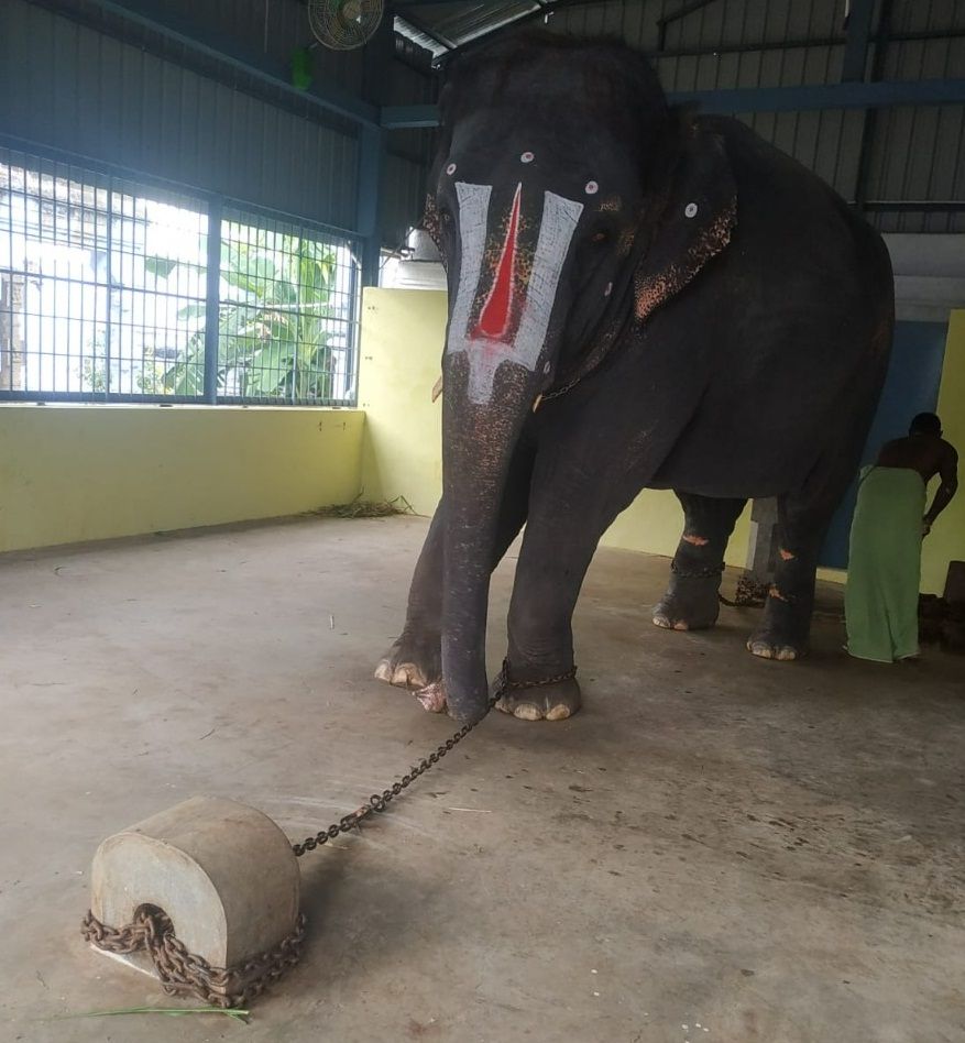 jaimala elephant, assam, tamil nadu