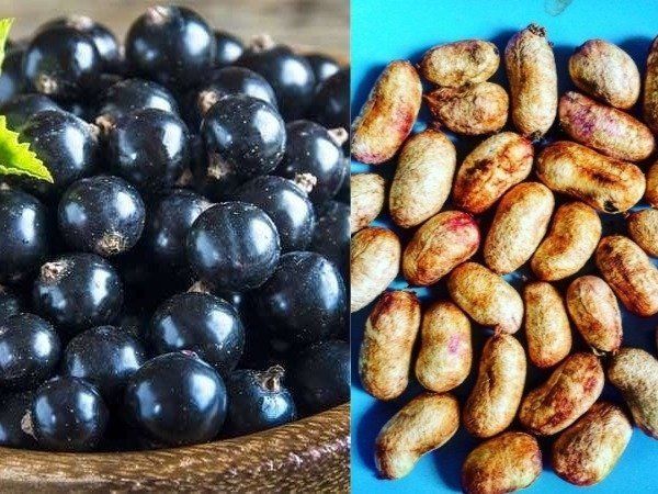  Jamun Seed Health Benefits 
