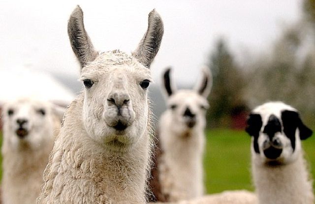 Llama