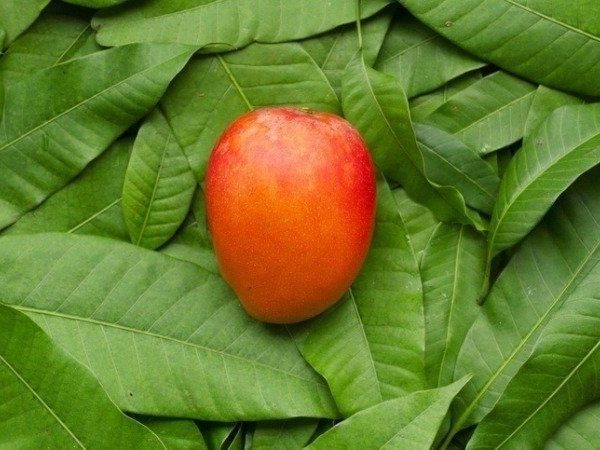 Amazing health benefits of mango leaves 