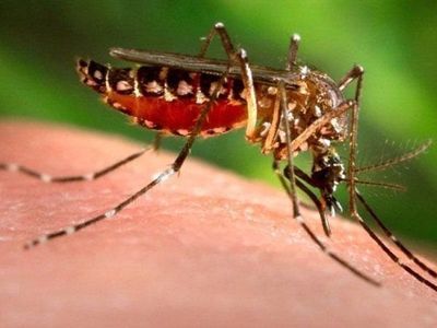 Dengue Dengue