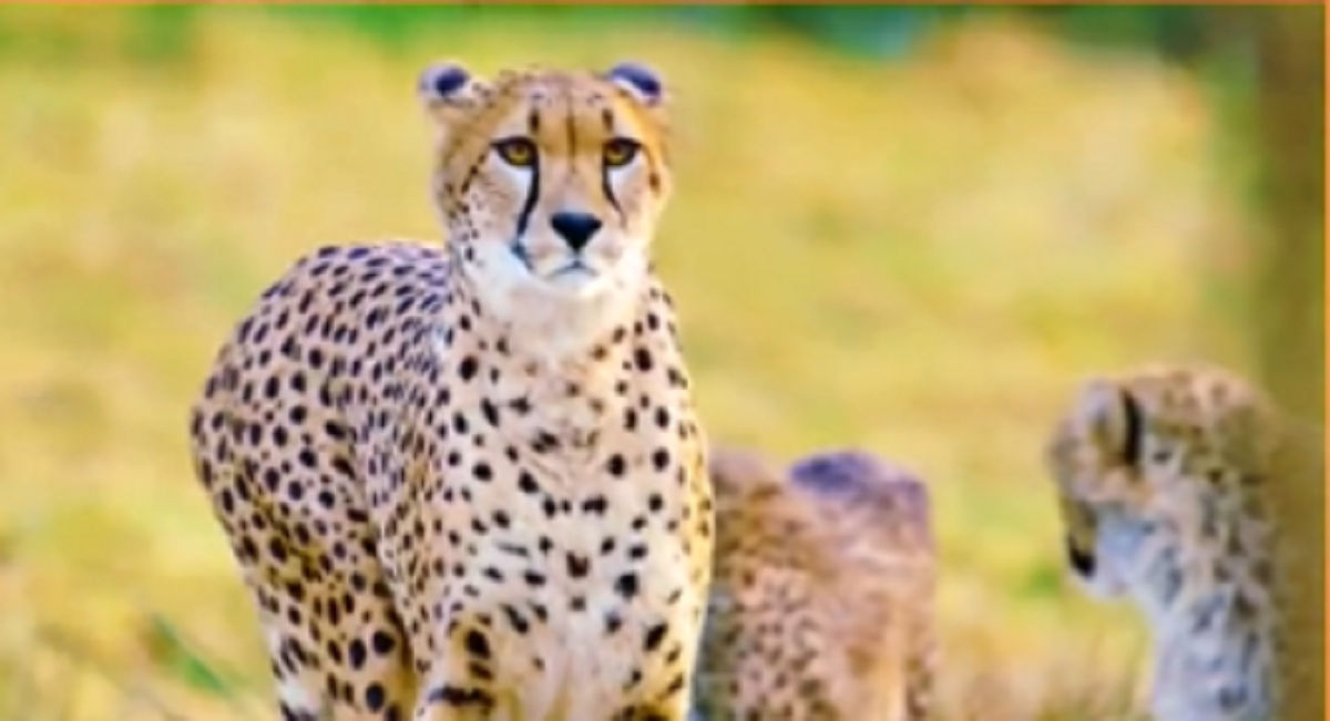 namibia cheetah