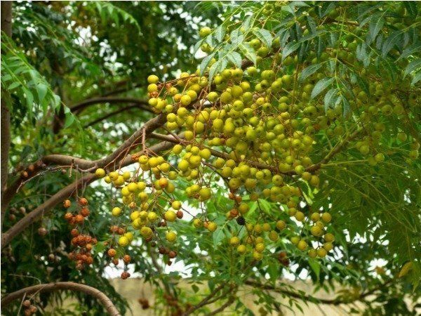 neem leaves and seeds