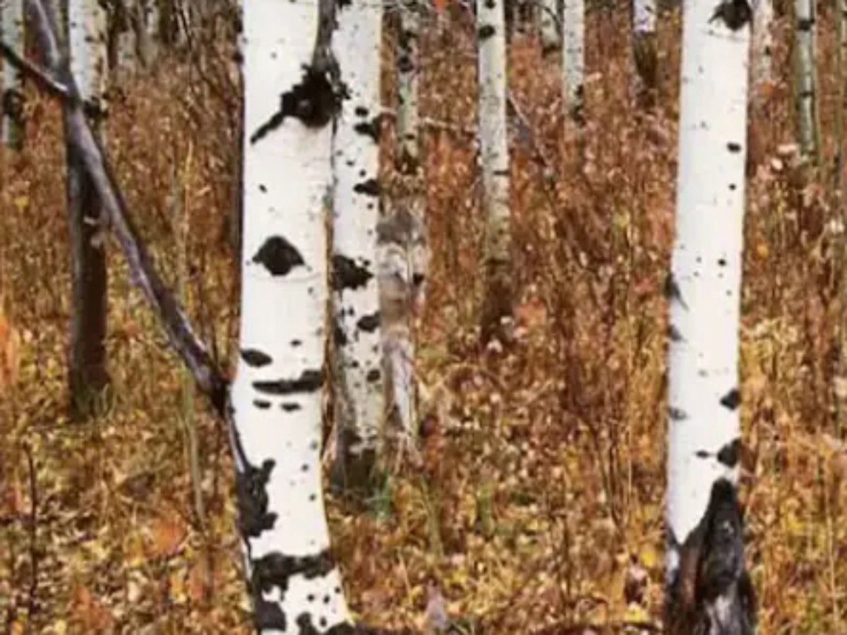 Can You Spot Wolf in Optical illusion Viral Photo