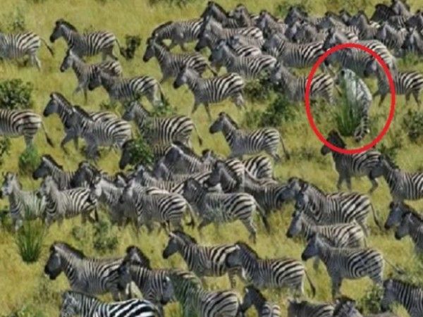 Can You Find Tiger Among zebras in hidden optical Illusion Photo