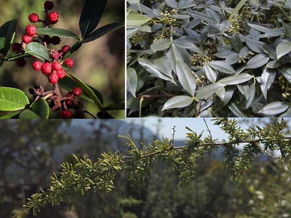 medicinal plants of india pahadi neem timur ke fayde benefits of zanthoxylum armatum