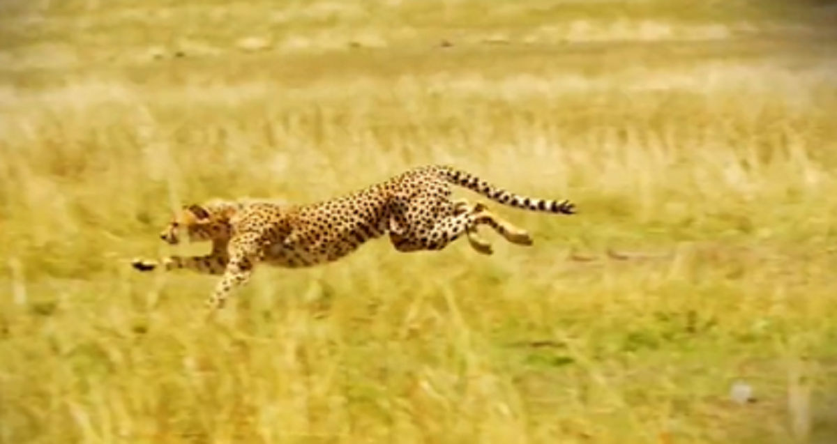 namibia cheetah