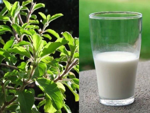 Tulsi milk
