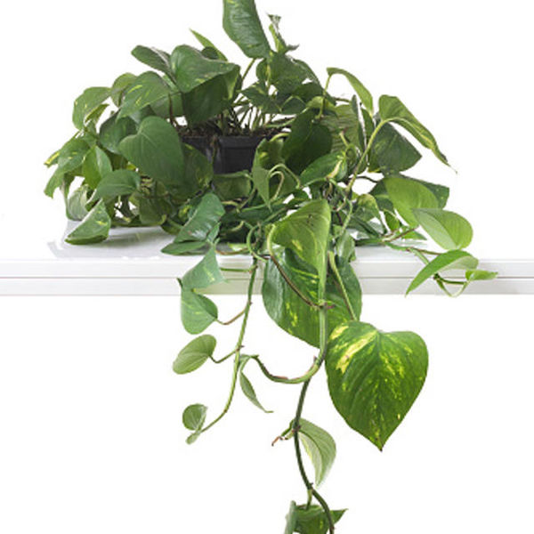 plants that reduce air pollution,  anti pollution plants