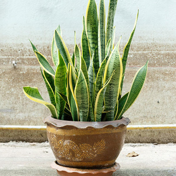 plants that reduce air pollution,  anti pollution plants