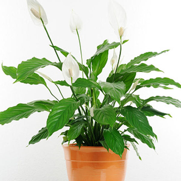 plants that reduce air pollution,  anti pollution plants