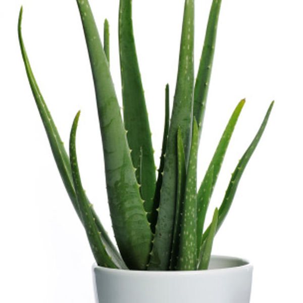 plants that reduce air pollution,  anti pollution plants