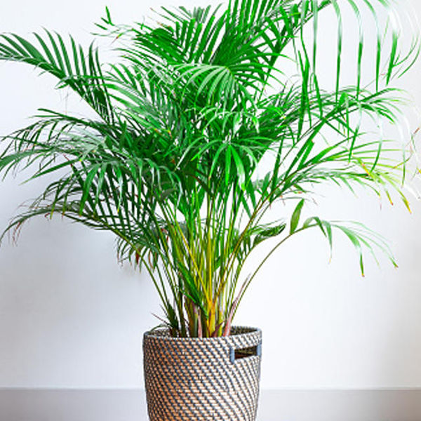 plants that reduce air pollution,  anti pollution plants