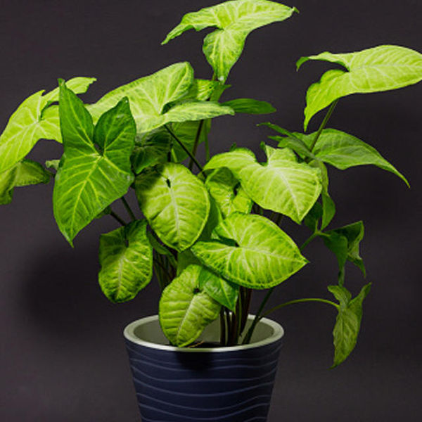 plants that reduce air pollution,  anti pollution plants